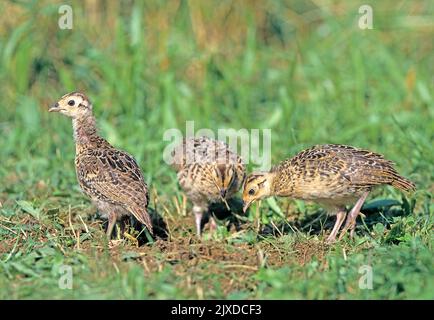Gewöhnlicher Fasan, ringhalsiger Fasan (Phasianus colchicus). Drei Küken auf der Suche nach Ameisenpuppen auf einer Wiese, Österreich Stockfoto