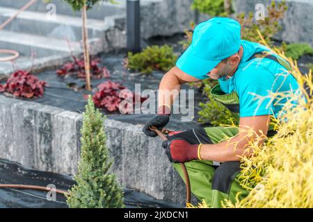 Kaukasischer Gärtner mit Schlauch in den Händen, der an der Installation des Tropfbewässerungssystems arbeitet, um die Landschaft mit Feuchtigkeit zu versorgen. Gartenpflege und -Pflege T Stockfoto