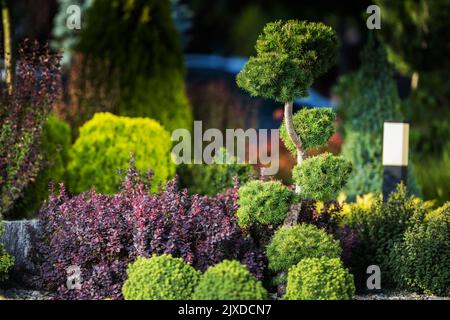 Verschiedene Arten von dekorativen Pflanzen in verschiedenen Farben, einschließlich Sträucher, Büsche und Zierkiefer wachsen zusammen. Gartenlandschaft Im Hinterhof Stockfoto