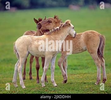 Duelmen Pony. Drei Fohlen grüßen sich, lernen sich kennen, schnüffeln sich, neue Freunde. Duelmen, Meerfelder Bruch, Nordrhein-Westfalen. Deutschland Stockfoto