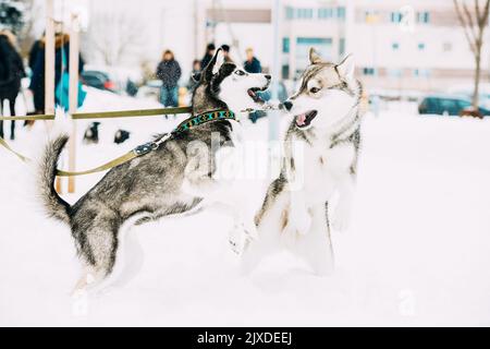 Konzept Der Rivalität Hund. Zwei Junge Lustige Husky-Hunde Auf Dem Winterspaziergang. Wettbewerb Der Hunde. Pets Play, Jumping Und Fast Running Stockfoto