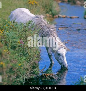 Freiwertiges Dartmoor Pony, das aus einem Bach trinkt. Dartmoor-Nationalpark, England Stockfoto