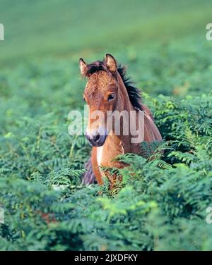 Freiwertiges Dartmoor-Pony. Fohlen in Bracken stehend. Dartmoor-Nationalpark, England Stockfoto