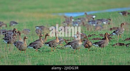 Eurasische Weißstirngans (Anser albifrons). Überwintern von Erwachsenen, die auf einer feuchten Wiese stehen. Bei der Wash in Norfolk, England Stockfoto