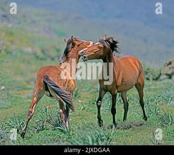 Sardisch Anglo-Arabisch. Frei lebendes Arabo Sardo Pferd. Zwei Erwachsene spielen in der Bucht. Sardinien, Italien Stockfoto