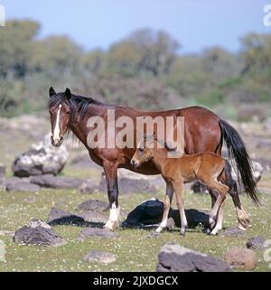 Sardisch Anglo-Arabisch. Freilebende Stute mit Fohlenstand. Giara di Gesturi, Sardinien, Italien Stockfoto