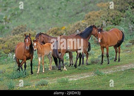 Sardisch Anglo-Arabisch. Frei lebende Arabo Sardo Pferde. Familie am Monte Gennargentu, Sardinien, Italien Stockfoto