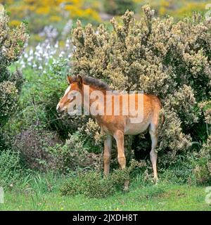 Sardisch Anglo-Arabisch. Freilebendes Arabo Sardo Fohlen, das auf den blühenden Büschen der Baumheide wächst, die an den Hängen des Monte Gennargentu, Sardinien, Italien, wächst Stockfoto