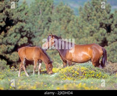 Sardisch Anglo-Arabisch. Freilebendes Arabo Sardo Fohlen grasen unter der Aufsicht seines Vaters vor den Pinienwäldern auf dem Monte Gennargentu, Sardinien, Italien Stockfoto