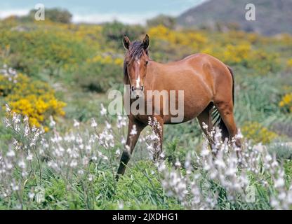 Sardisch Anglo-Arabisch. Freilebendes Arabo Sardo Pferd auf den blühenden Hängen des Monte Gennargentu mit Besen und Asphaltdel. Sardinien, Italien Stockfoto