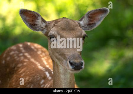 Nahaufnahme eines weiblichen Damhirsches Stockfoto