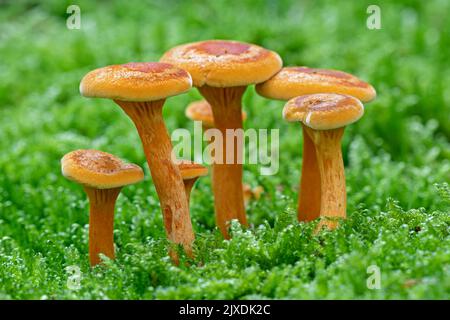 Falsche Chanterelle (Hygrophoropsis aurantiaca). Die Gruppe der Jungtiere auf dem Moos. Dänemark Stockfoto