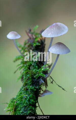 Haube, Rosy-Kiemen-Feenhelm (Mycena galericulata). Pilze, die auf dem verfaulten Ast einer Fichte wachsen. Deutschland Stockfoto