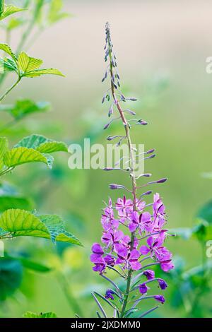 Gewöhnliches Feuerkraut, Rosebay Willow Herb (Epilobium angustifolium), blühend. Deutschland Stockfoto