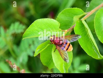 Tachinidfliege, Fever Fly (Tachina fera). Erwachsener auf einem Blatt Stockfoto