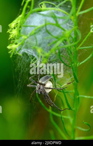 Baumschule Web Spider (Pisaura mirabilis). Weibchen sponnen ein glockenähnliches Netz in einer verzweigten Pflanze, in der eines Tages die jungen Spinnen schlüpfen sollen. Auf dem Foto trägt die Spinne noch immer um den Eierkokon herum. Deutschland Stockfoto