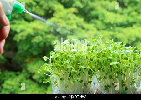 Handbewässert Daicon Microgreens, die als hydroponische Zimmerpflanze auf dem Balkon angebaut werden Stockfoto