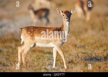 Damhirse (Cervus dama, Dama dama). Fawn Wandern auf einer Wiese im Herbst. Bayerischer Wald, Bayern, Deutschland Stockfoto