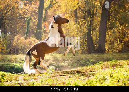 Paso Fino. Im Herbst wird der Spießhengst gezüchtig. Deutschland. Stockfoto