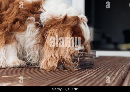 Nahaufnahme der Seitenansicht des braunen und weißen, lockigen Cavalier King Charles Spaniel, der frisches Wasser in einer transparenten Schüssel trinkt Stockfoto