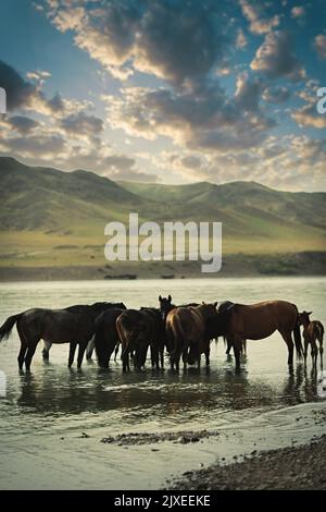 Eine kleine Horde an einem abendlichen Wasserloch im Ili River. Kopierbereich, vertikal Stockfoto