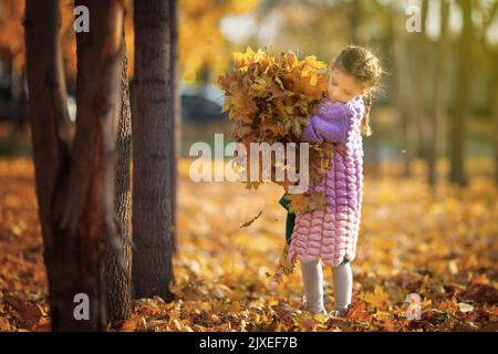 Mädchen 5-7 Jahre alt geht im Herbst Park und sammelt einen großen Strauß von gefallenen Blättern Stockfoto