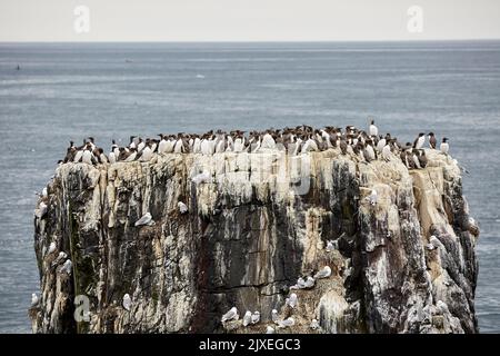 Guillemots auf den Rocky Outcrop Farne Islands Stockfoto