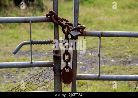 Rostende Vorhängeschlösser und Kette auf einem Stahlrohrfeldtor Stockfoto