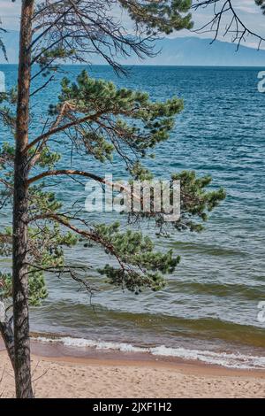 Zweige von Kiefern aus der Nähe und sandigen wilden Strand am Ufer des Baikalsees, Burjatien, Russland. Stockfoto