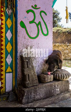 März 3. 2021 Uttarakhand India.ein indischer Stray Pariah Hund leckte in einem hindu-Tempel Futter mit einem Zeichen von Om. Stockfoto