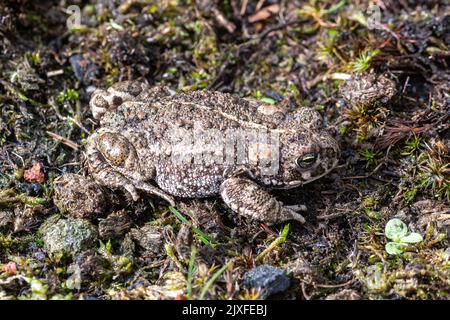 Natterjack Kröte (Epidalea calamita), eine seltene britische Amphibienart in natürlichem terrestrischen Lebensraum, Hampshire, England, Großbritannien Stockfoto