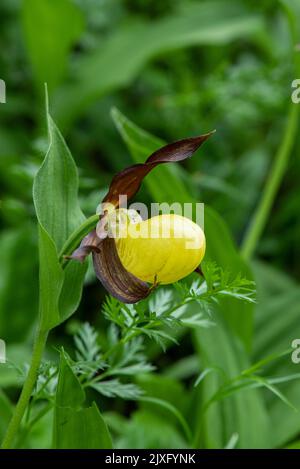 Lady's Slipper Orchid: Cypripedium calceolus. Schweizer Alpen. Stockfoto