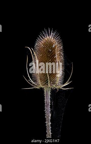 Teel: Dispacus fullonum. Saatkopf Stockfoto