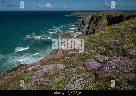 Thrift: (Armeria maritima) und Nierenvetch: (Anthyllis vulneraria). Bedruthan Steps, Cornwall, Großbritannien Stockfoto