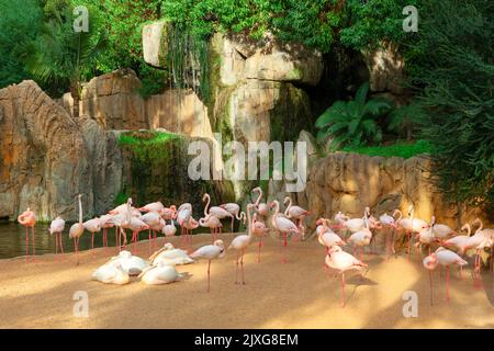 Flamingo in der Natur mit Wasserfall. Naturpark mit exotischen Vögeln Stockfoto