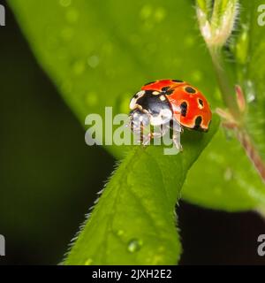 Marienkäfer sitzt auf einem grünen Blatt. Dunkler Hintergrund. Makrofotografie. Stockfoto