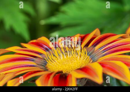 Eine Schwebefliege fliegt auf einer gelb-roten Gazanie-Blume. Makrofotografie. Stockfoto