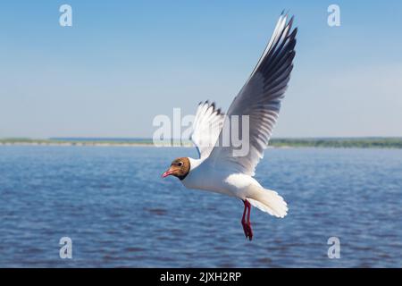 Möwe im Flug gegen den blauen Himmel aus nächster Nähe Stockfoto