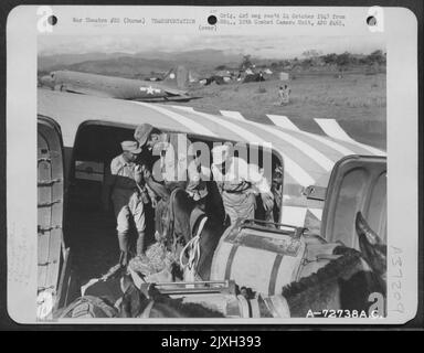 Chinesische und amerikanische Truppen laden Maultiere auf Eine Douglas C-47 der 319Th Truppenteile Carrier Squadron, 1. Air Commando Group, für ihren Flug von Myitkyina, Burma, über den Hump nach China. 13. Dezember 1944. Stockfoto