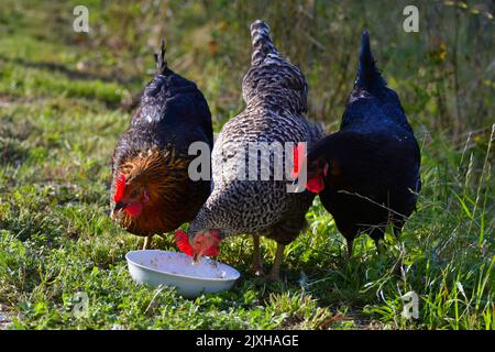 Drei frei laufende Hühner verschiedener Rassen, die etwas Getreide aus einer Schüssel essen. Der Fokus liegt auf der linken und der mittleren. Stockfoto