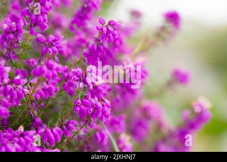 Glockenheide (Erica cinerea) blüht im Exmoor National Park, North Devon, England. Stockfoto