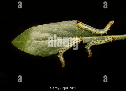 Gesellige Raupen der Sägearten, Nematus miliaris, fressen Weidenblätter Stockfoto