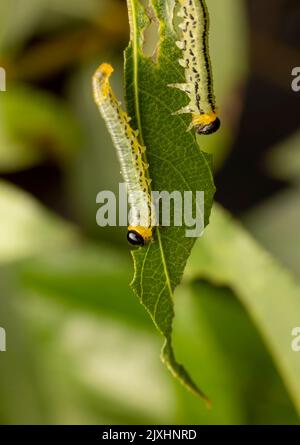 Gesellige Raupen der Sägearten, Nematus miliaris, fressen Weidenblätter Stockfoto