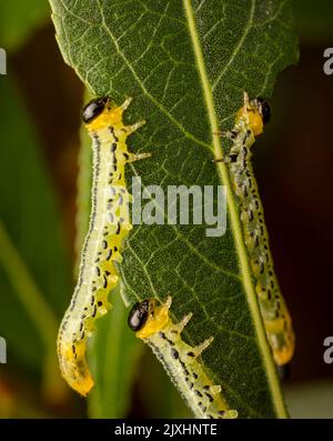 Gesellige Raupen der Sägearten, Nematus miliaris, fressen Weidenblätter Stockfoto