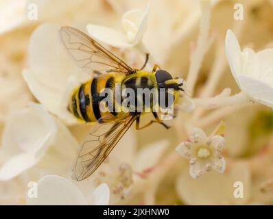 Eine schwarz-gelbe Schwebefliege, auf einer weißen Hortensienblume Stockfoto