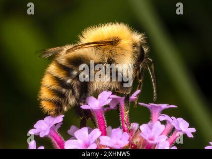 Eine Carder Bee (Bombus pascuorum), die eine Verbena-Blume bestäubt Stockfoto