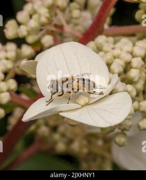 Eine schwarz-gelbe Schwebefliege, auf einer weißen Hortensienblume Stockfoto