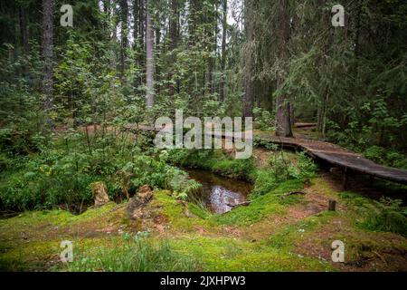 Dunkler Moorwald mit Reflexen im dunklen Wasser, Farnen und Gras Stockfoto