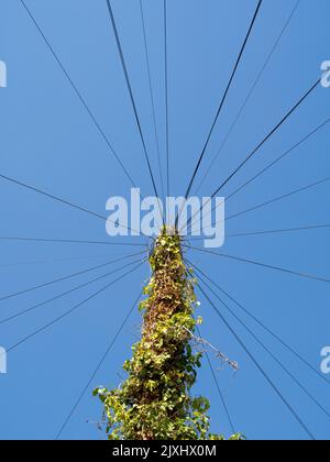 Mensch gegen Natur. Erraten Sie, was am Ende immer gewinnt? Über Kriechgang gedeckter Telefonmast in Southampton, an der Südküste Englands. Stockfoto