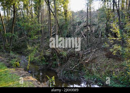 Massive Sturmschäden in einem Wald mit einem Teil der Zerstörung. Bayern, Deutschland. Stockfoto